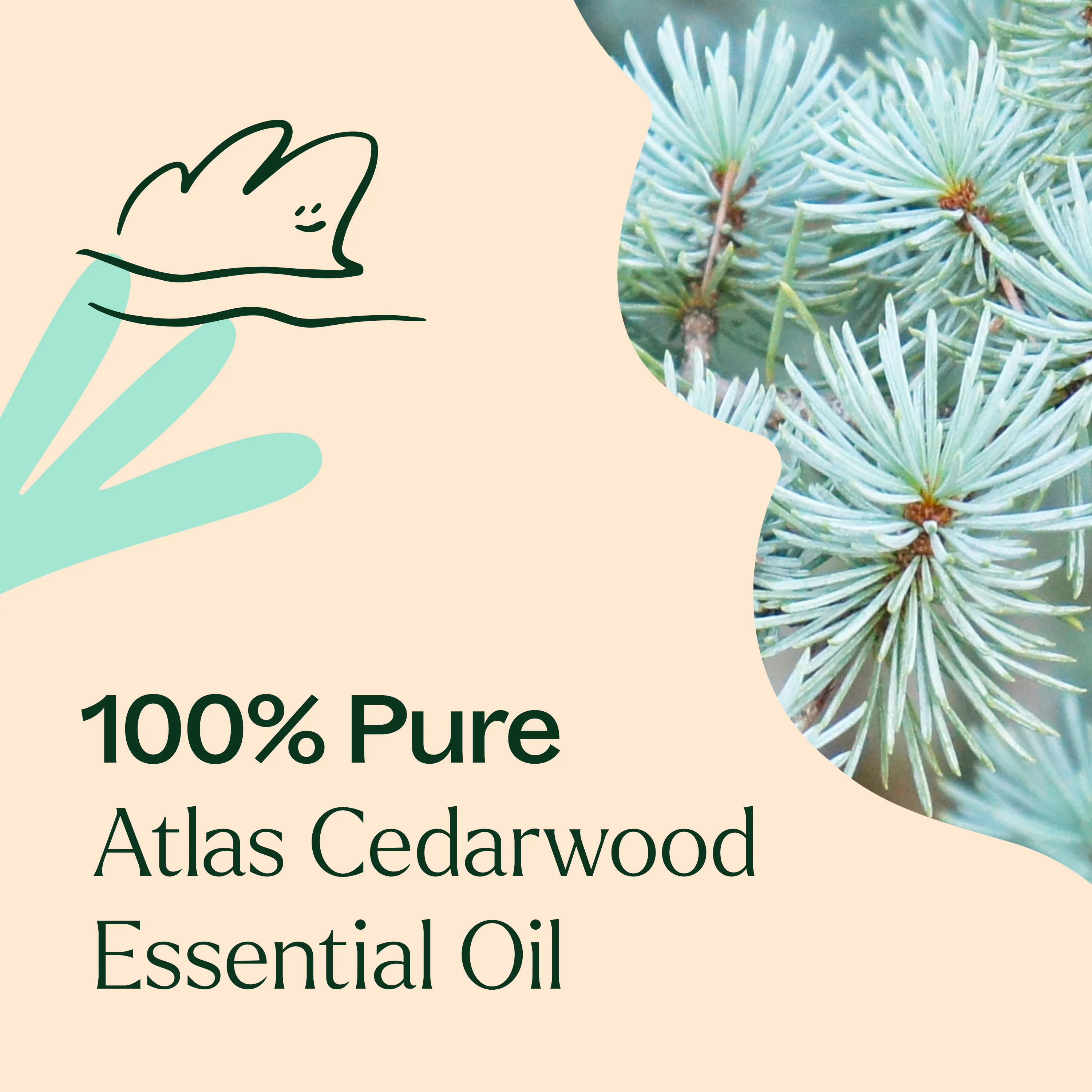 Atlas Cedarwood Essential Oil - Image 6
