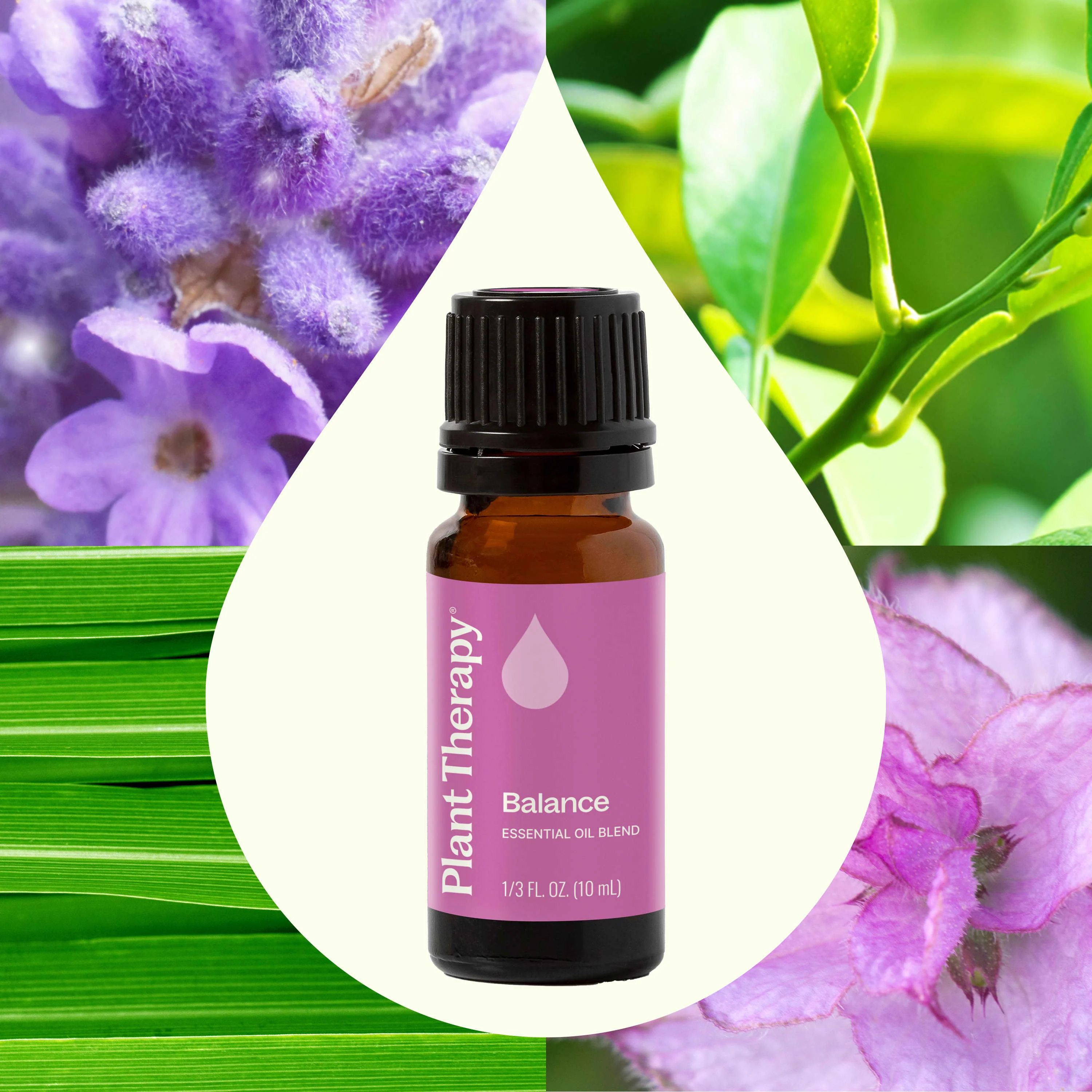 Balance Essential Oil Blend - Image 7