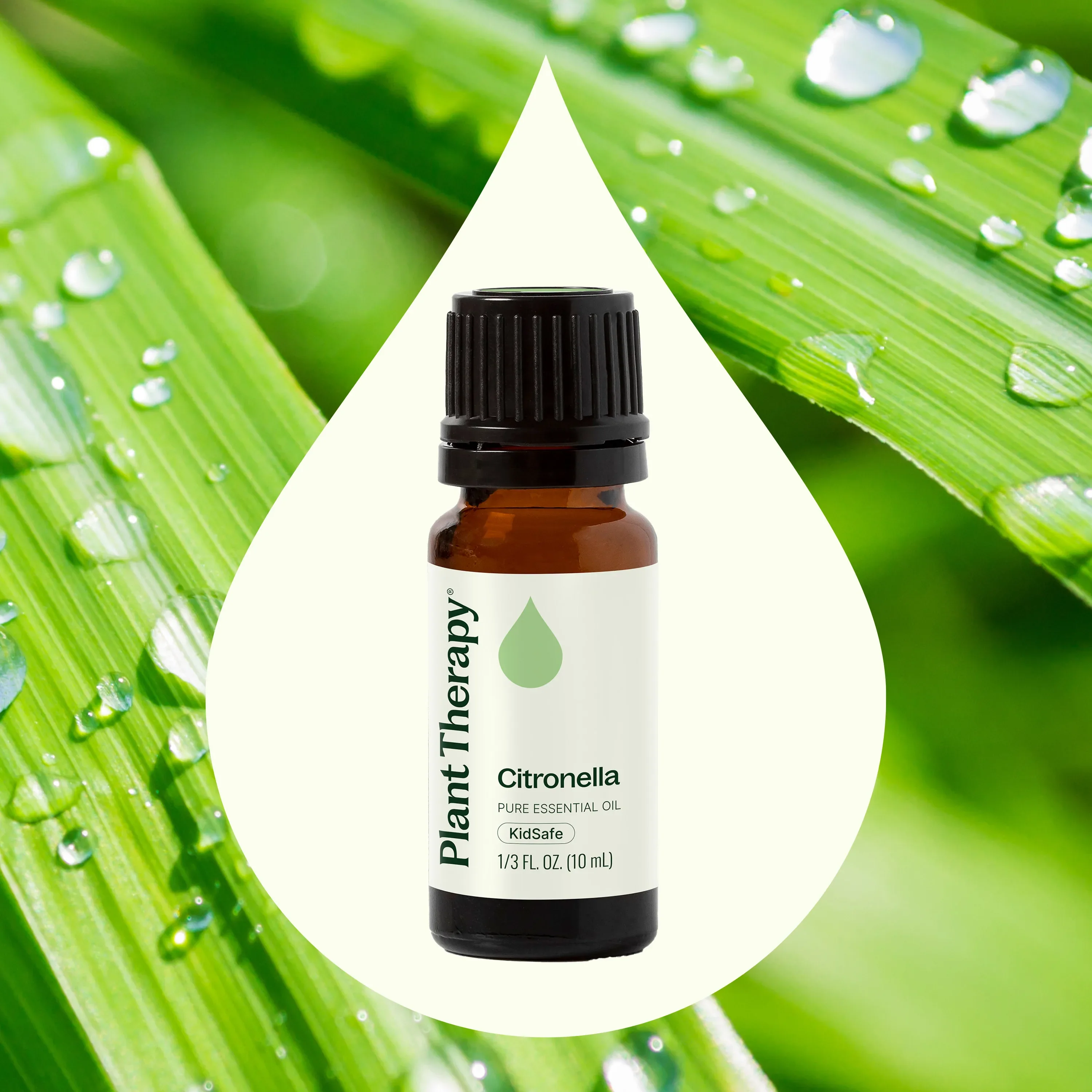 Citronella Essential Oil - Image 5
