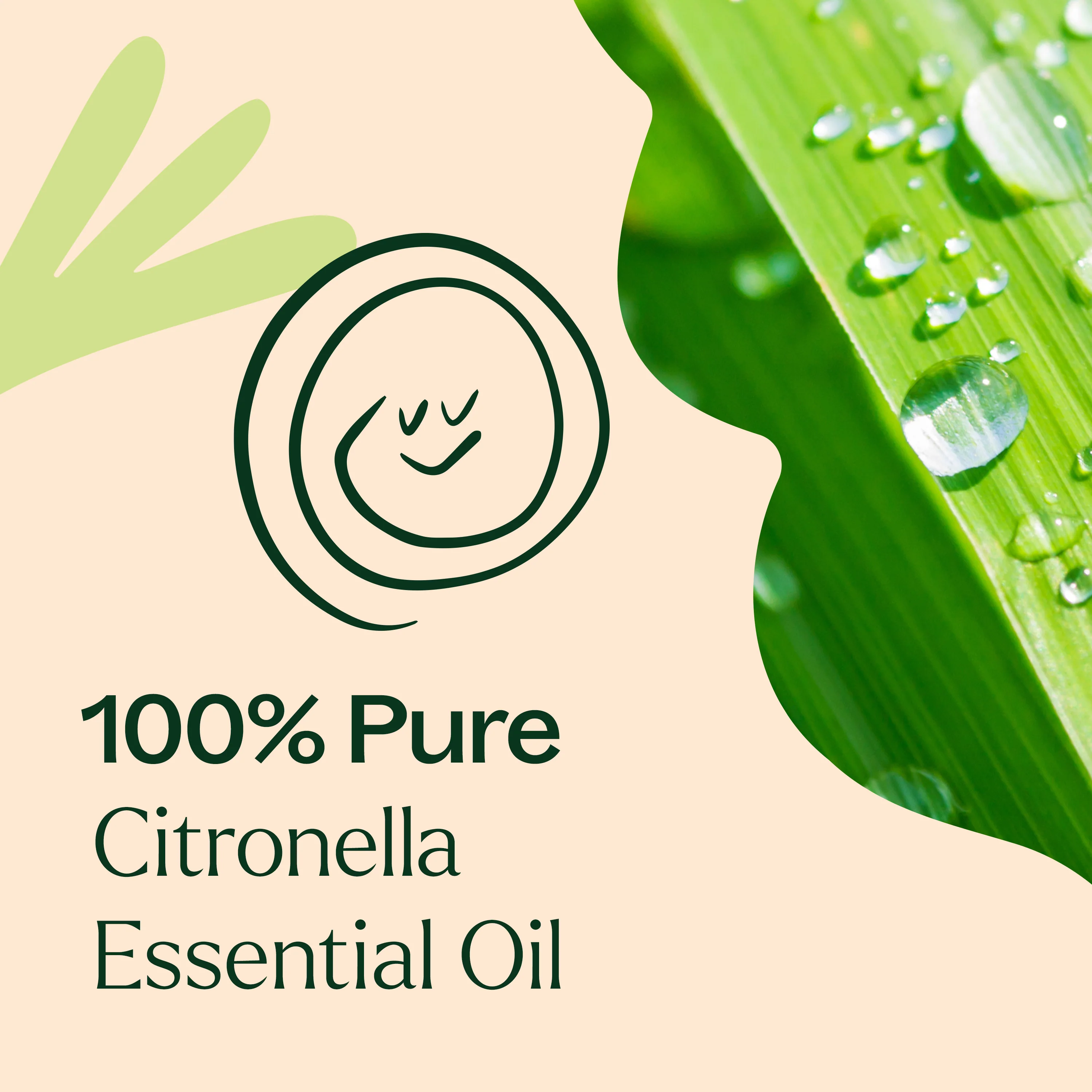 Citronella Essential Oil - Image 7