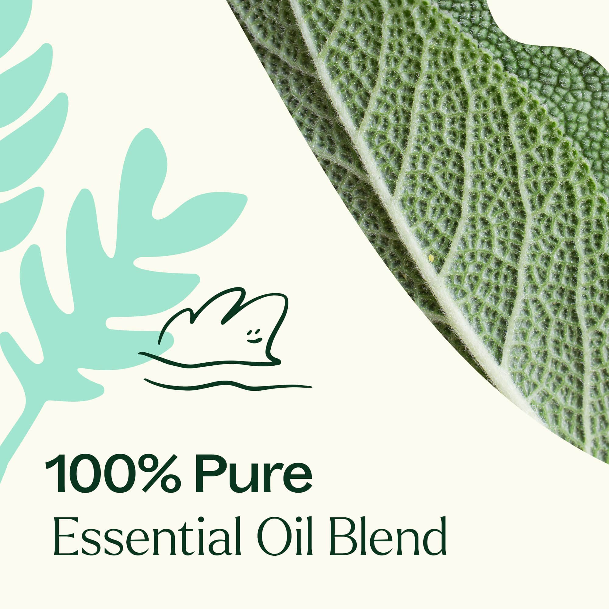 Dalmatian Sage Essential Oil - Image 4