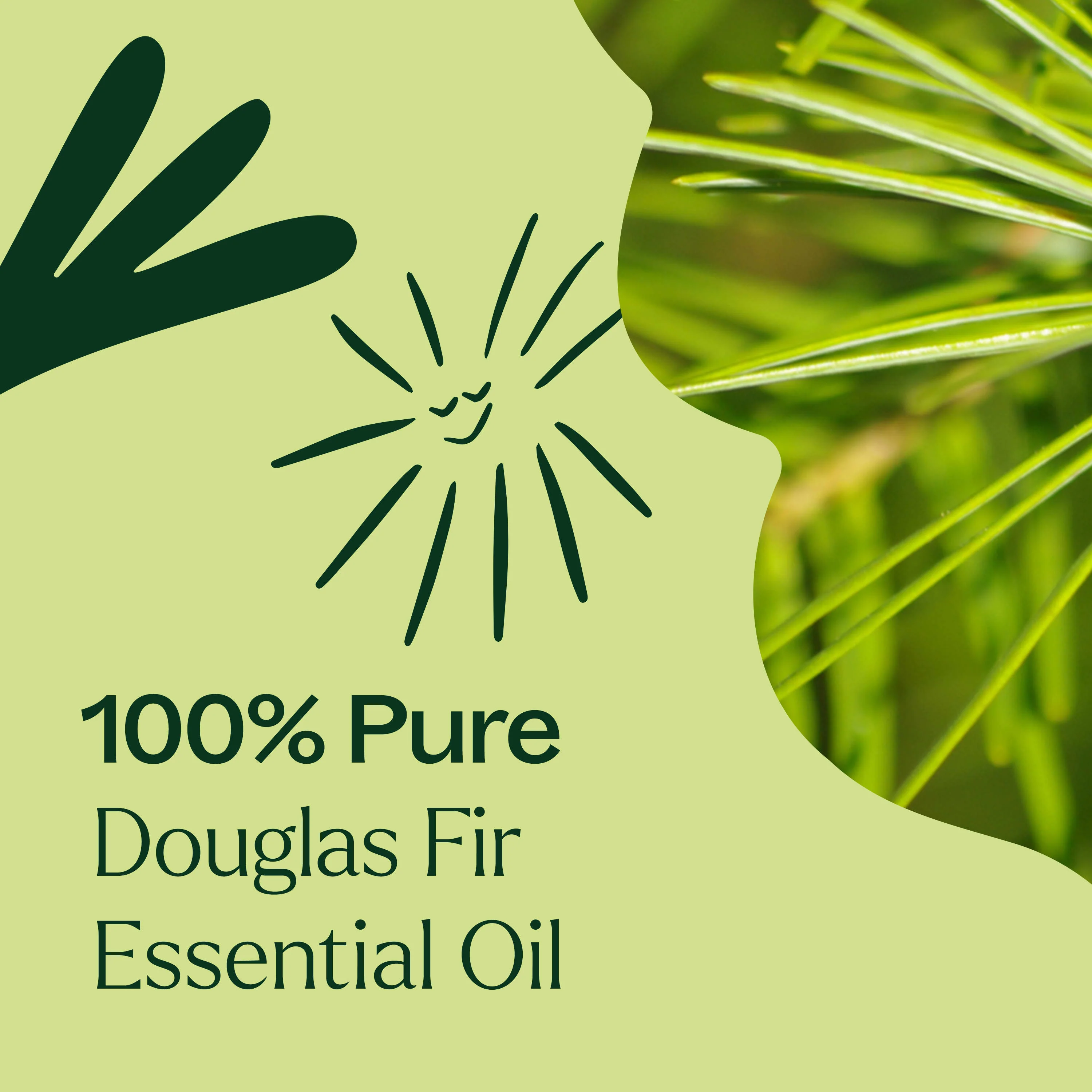 Douglas Fir Essential Oil - Image 4