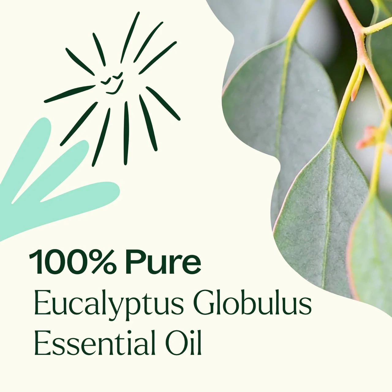 Eucalyptus Globulus Essential Oil - Image 7