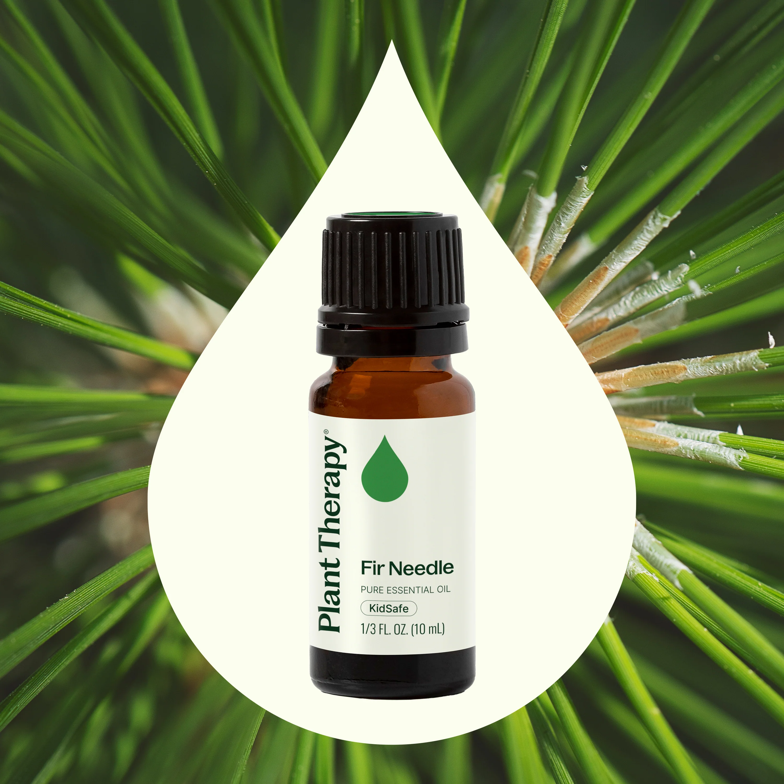 Fir Needle Essential Oil - Image 3