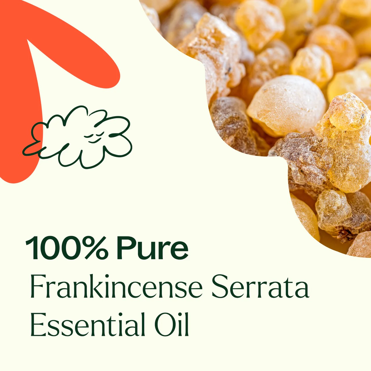 Frankincense Serrata Essential Oil - Image 3