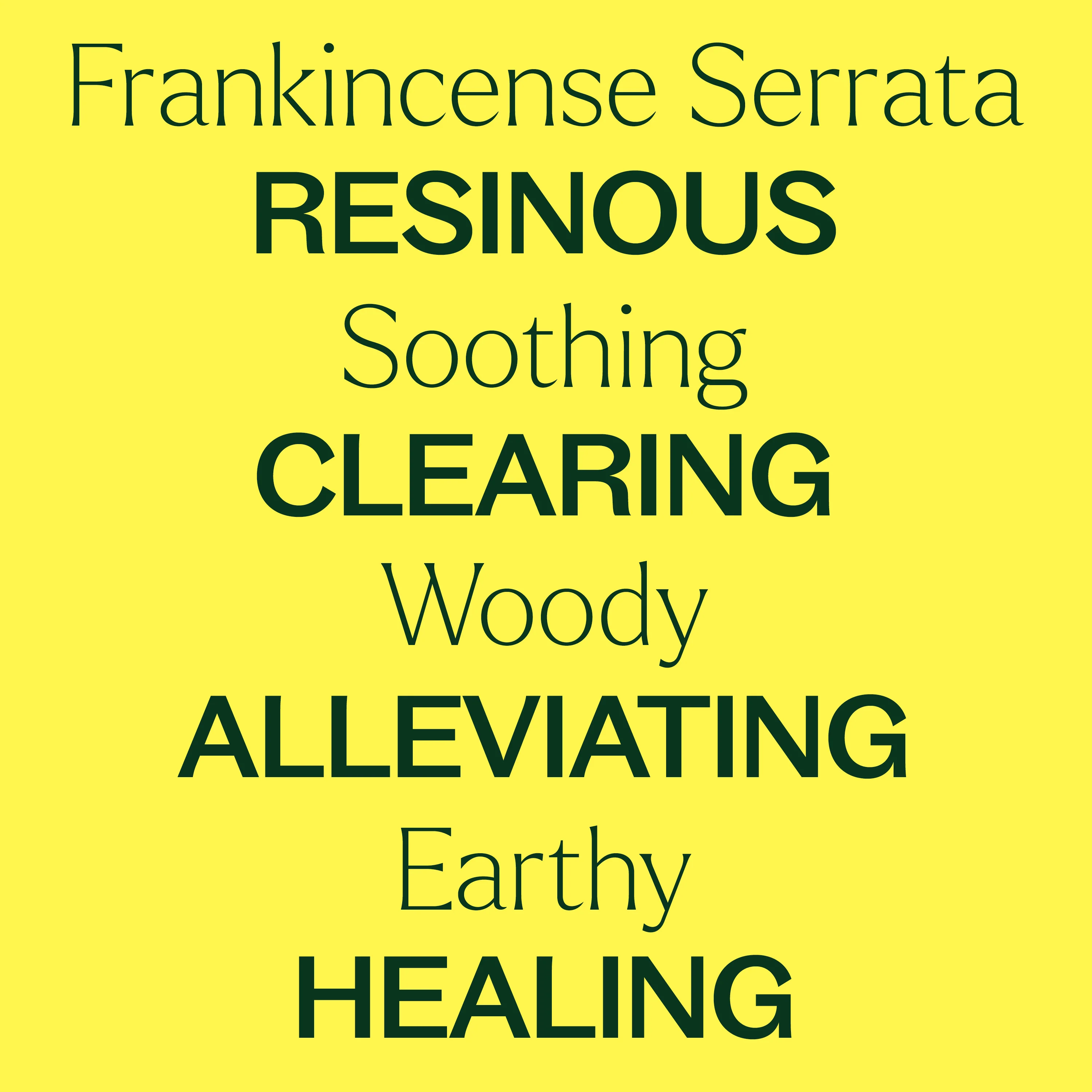 Frankincense Serrata Essential Oil - Image 4