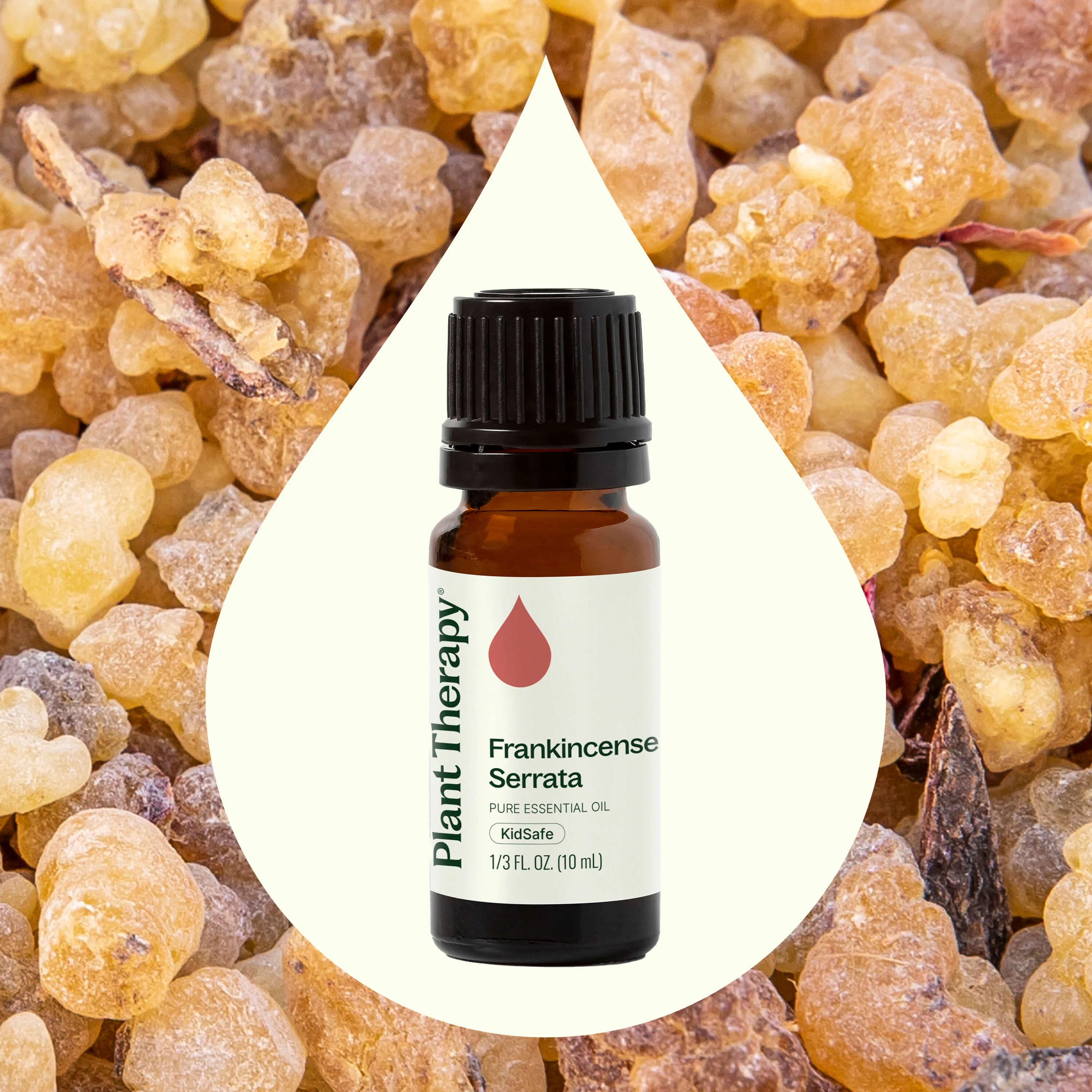 Frankincense Serrata Essential Oil - Image 5