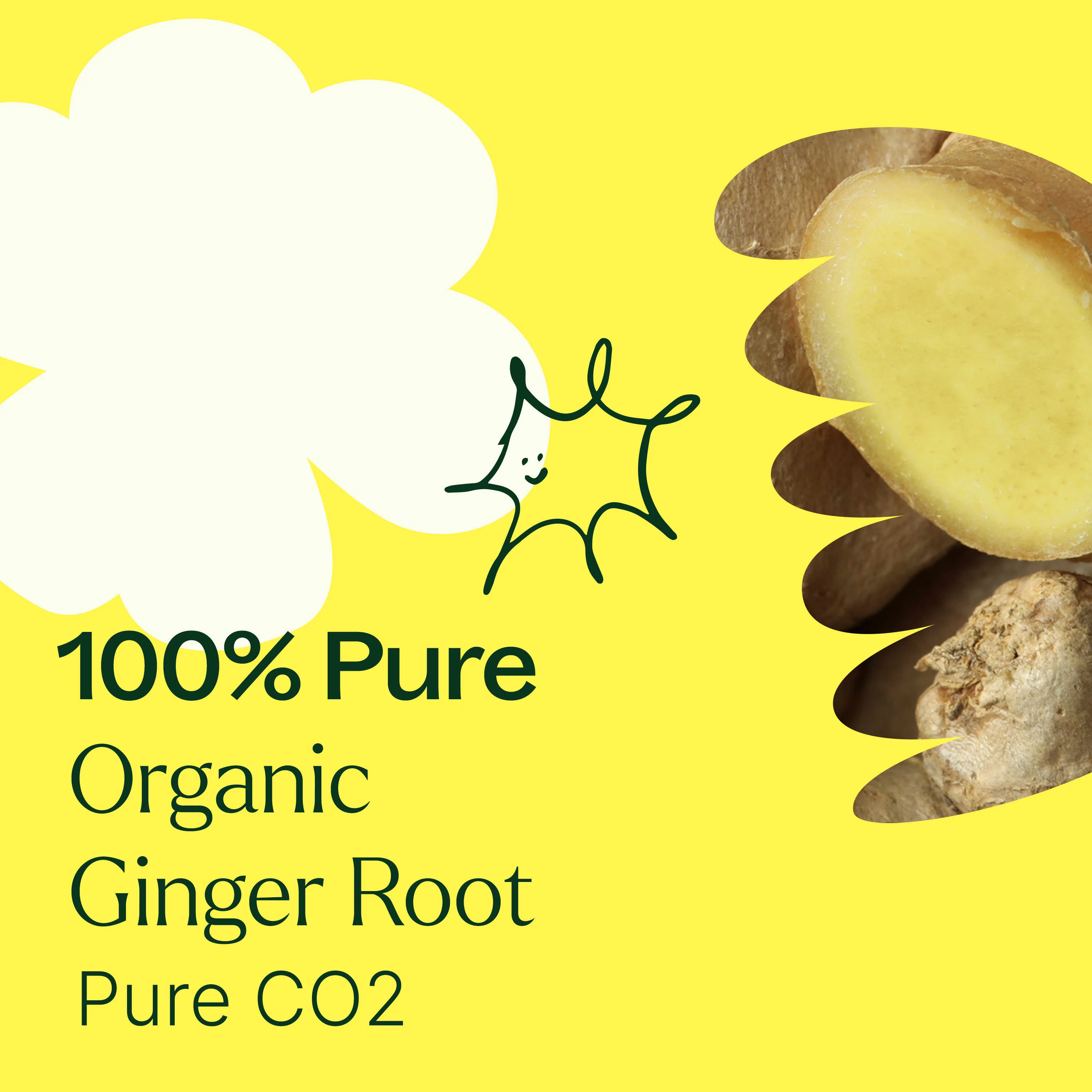 Organic Ginger Root CO2 - Image 4