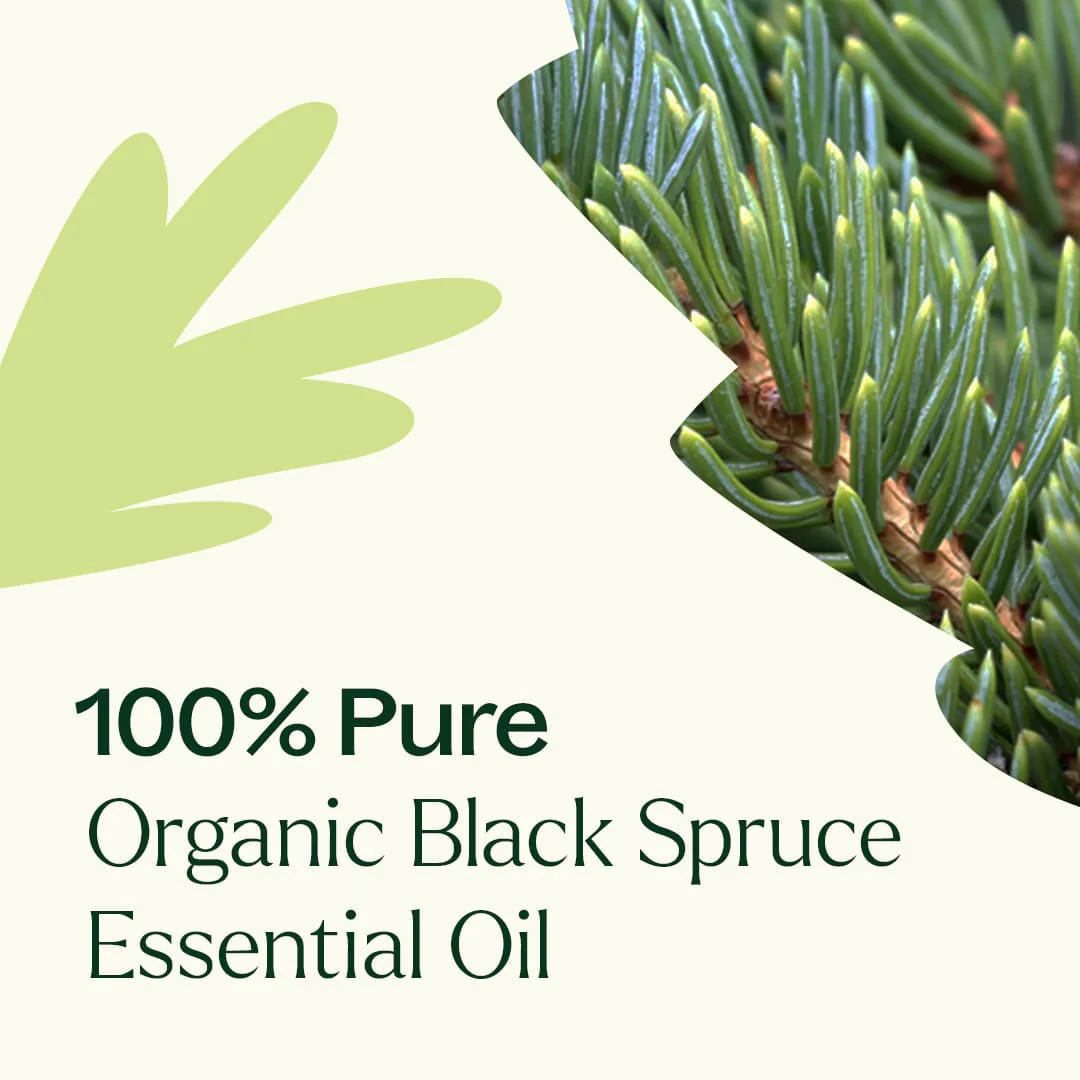 Organic Black Spruce Essential Oil - Image 4
