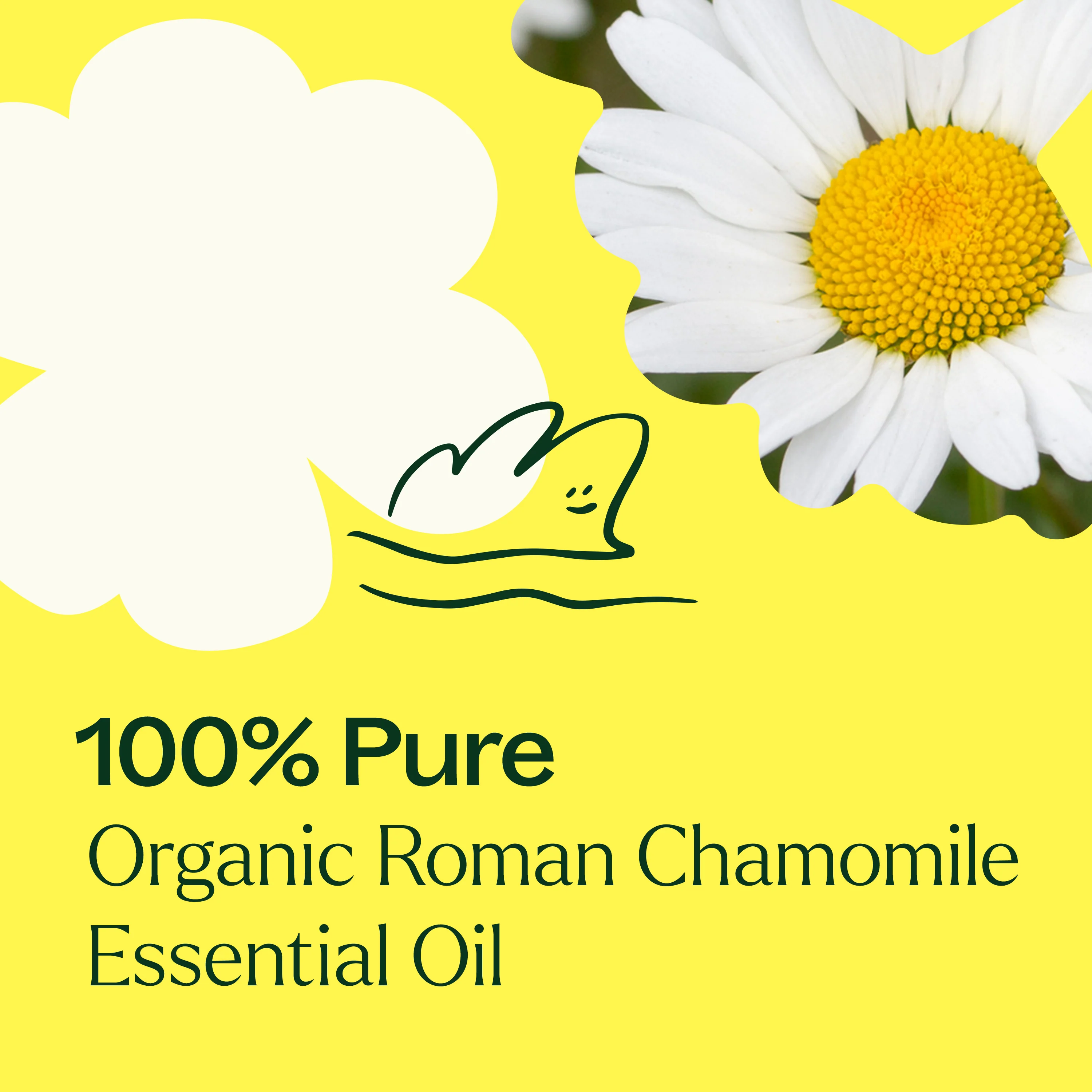 Organic Roman Chamomile Essential Oil - Image 4