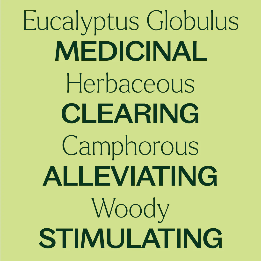 Organic Eucalyptus Globulus 5-Pack - Image 4
