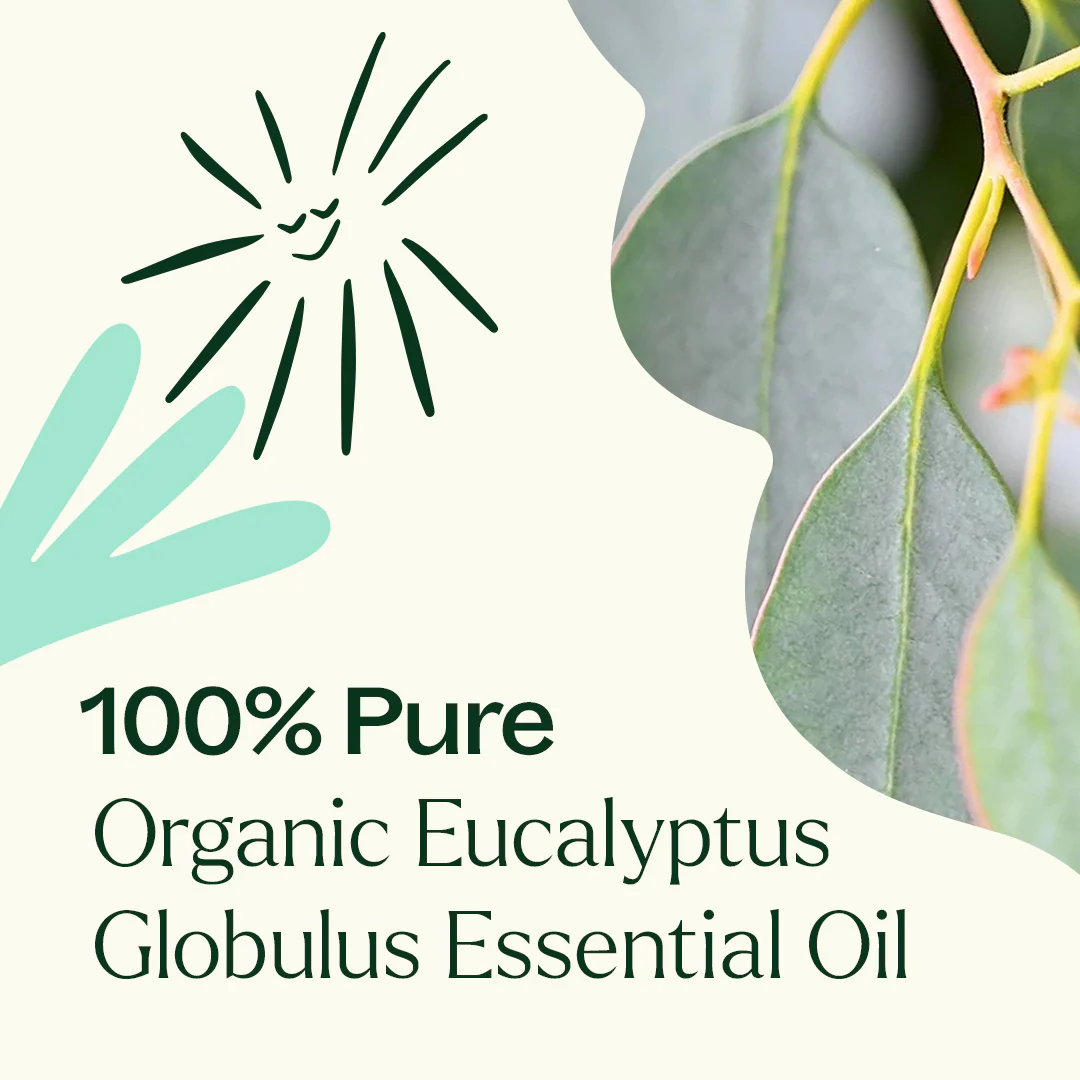 Organic Eucalyptus Globulus 5-Pack - Image 5
