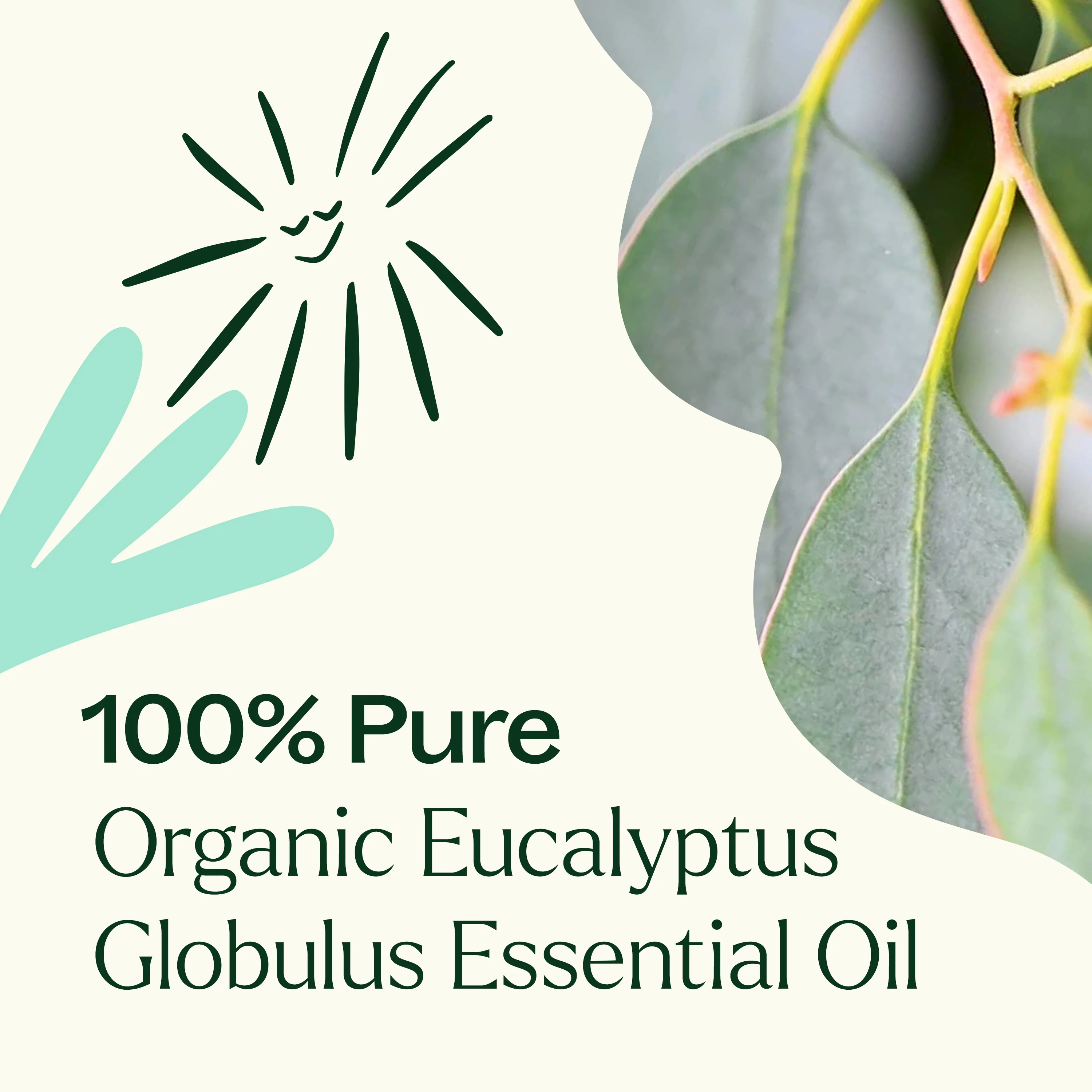 Organic Eucalyptus Globulus Essential Oil - Image 6