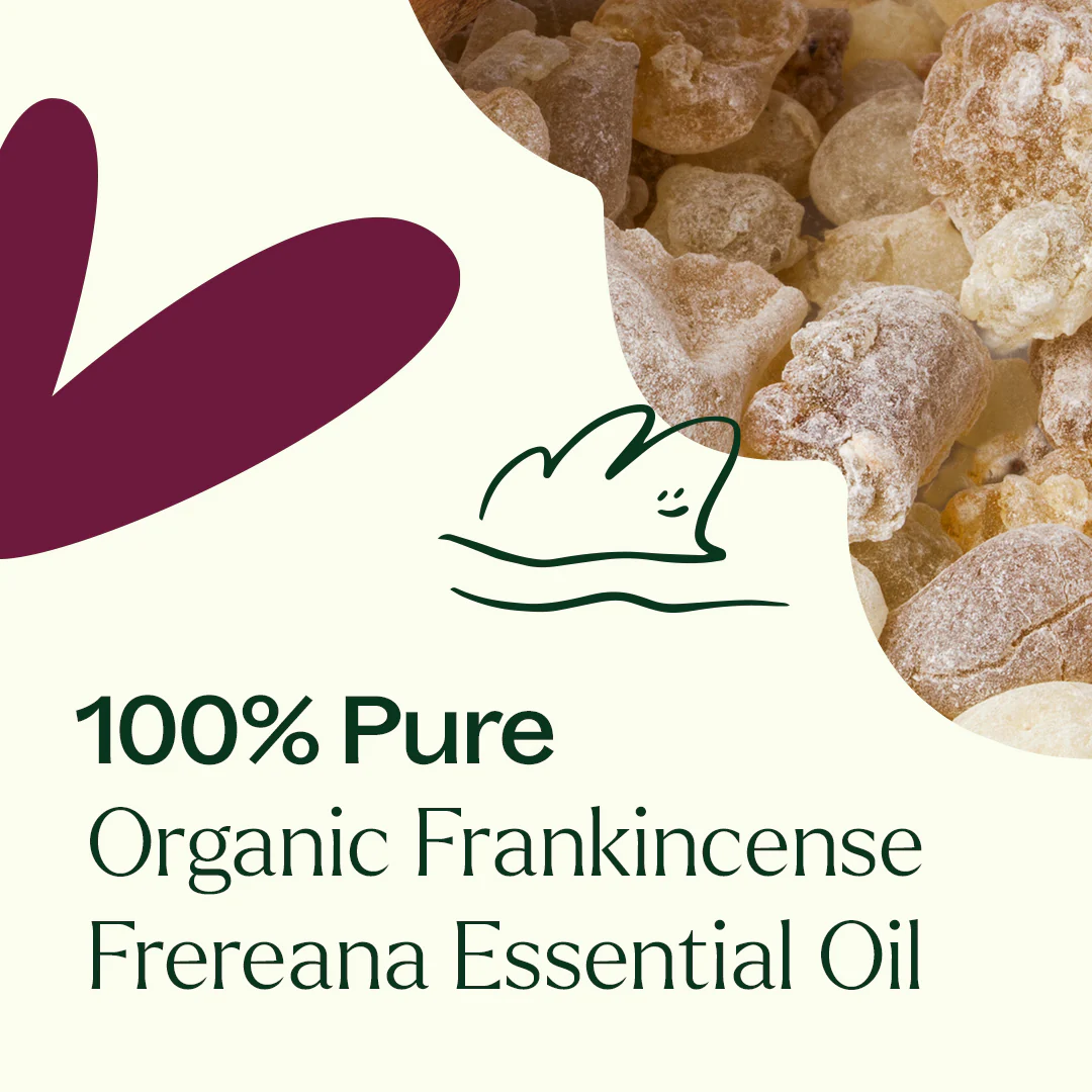Organic Frankincense Frereana Essential Oil - Image 4