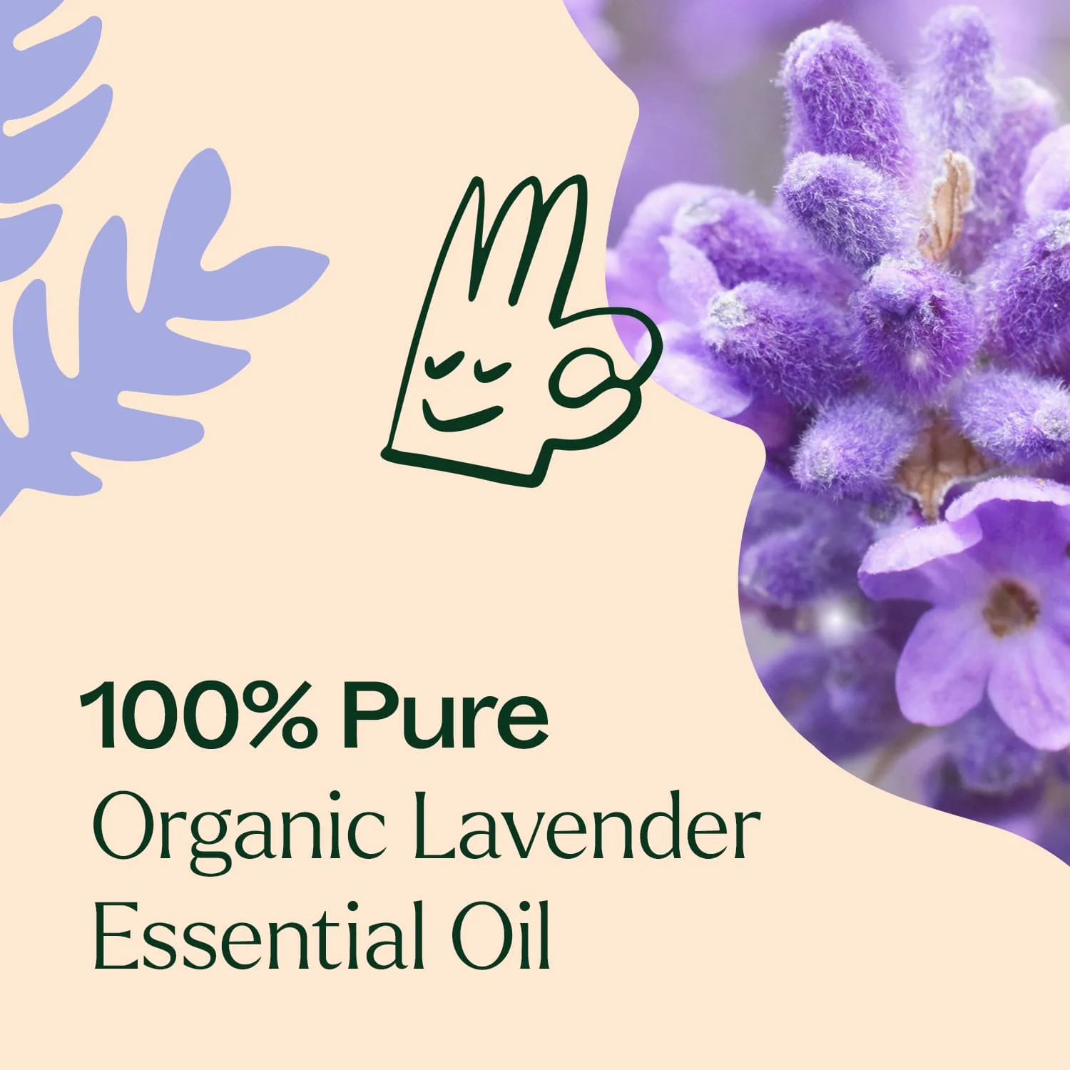 Organic Lavender 5-Pack - Image 5