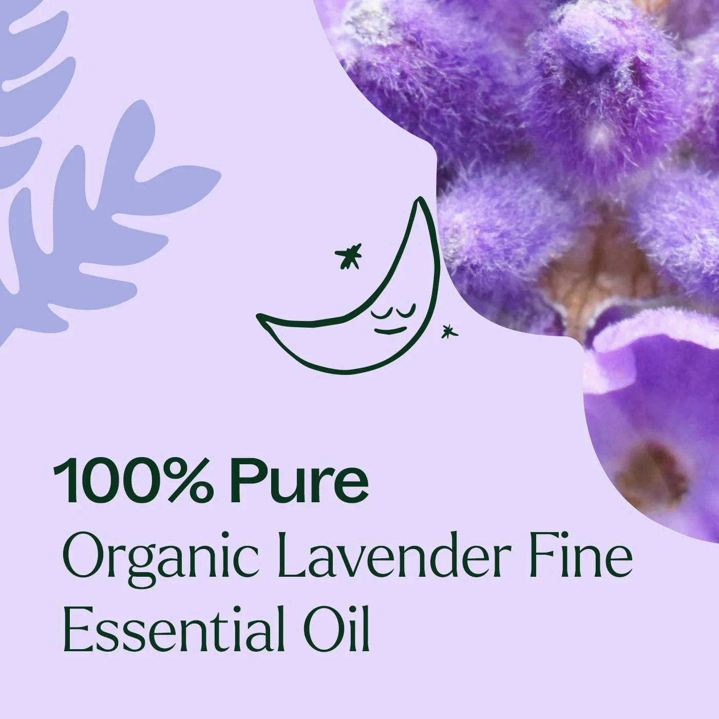 Organic Lavender Fine Essential Oil - Image 6