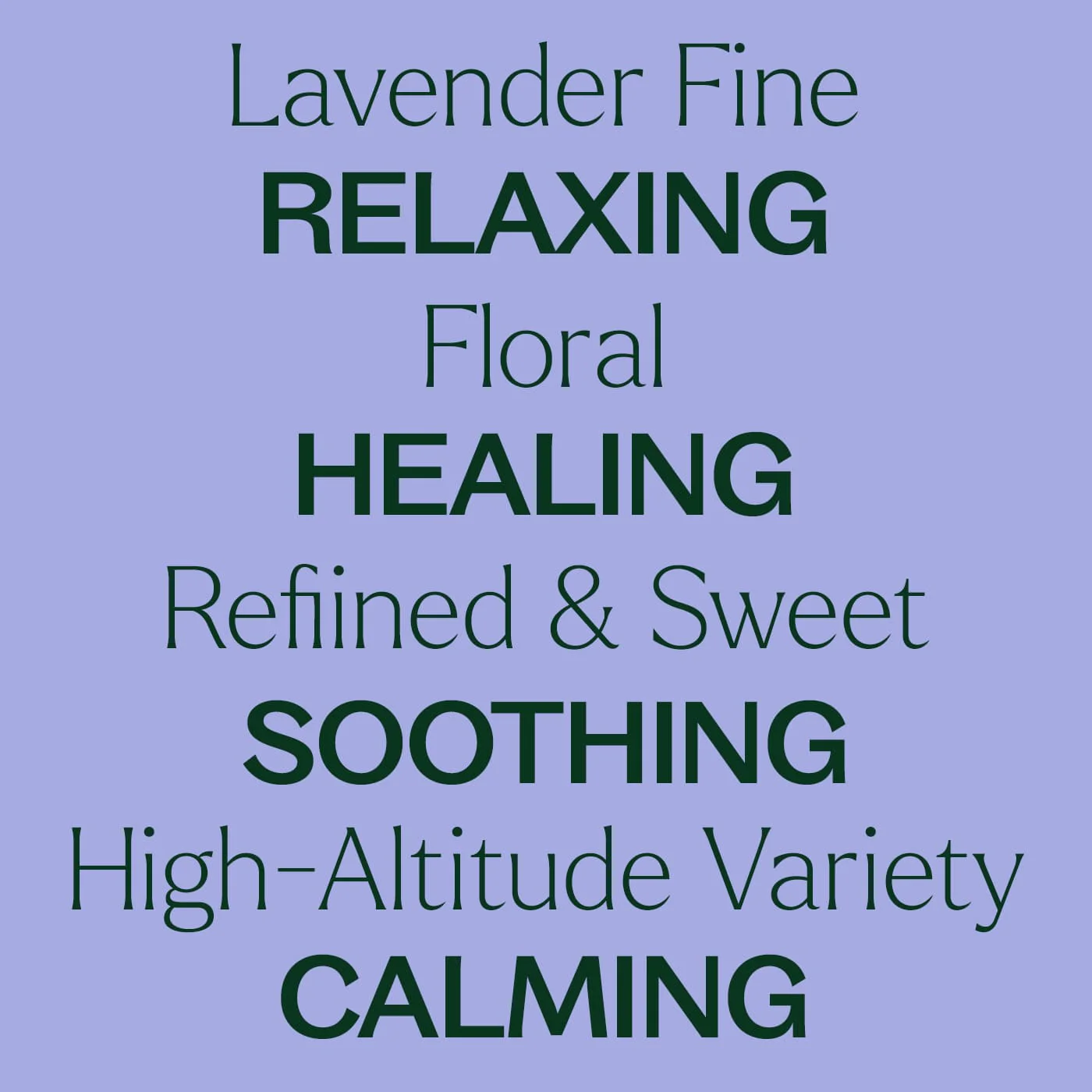 Organic Lavender Fine Essential Oil - Image 7