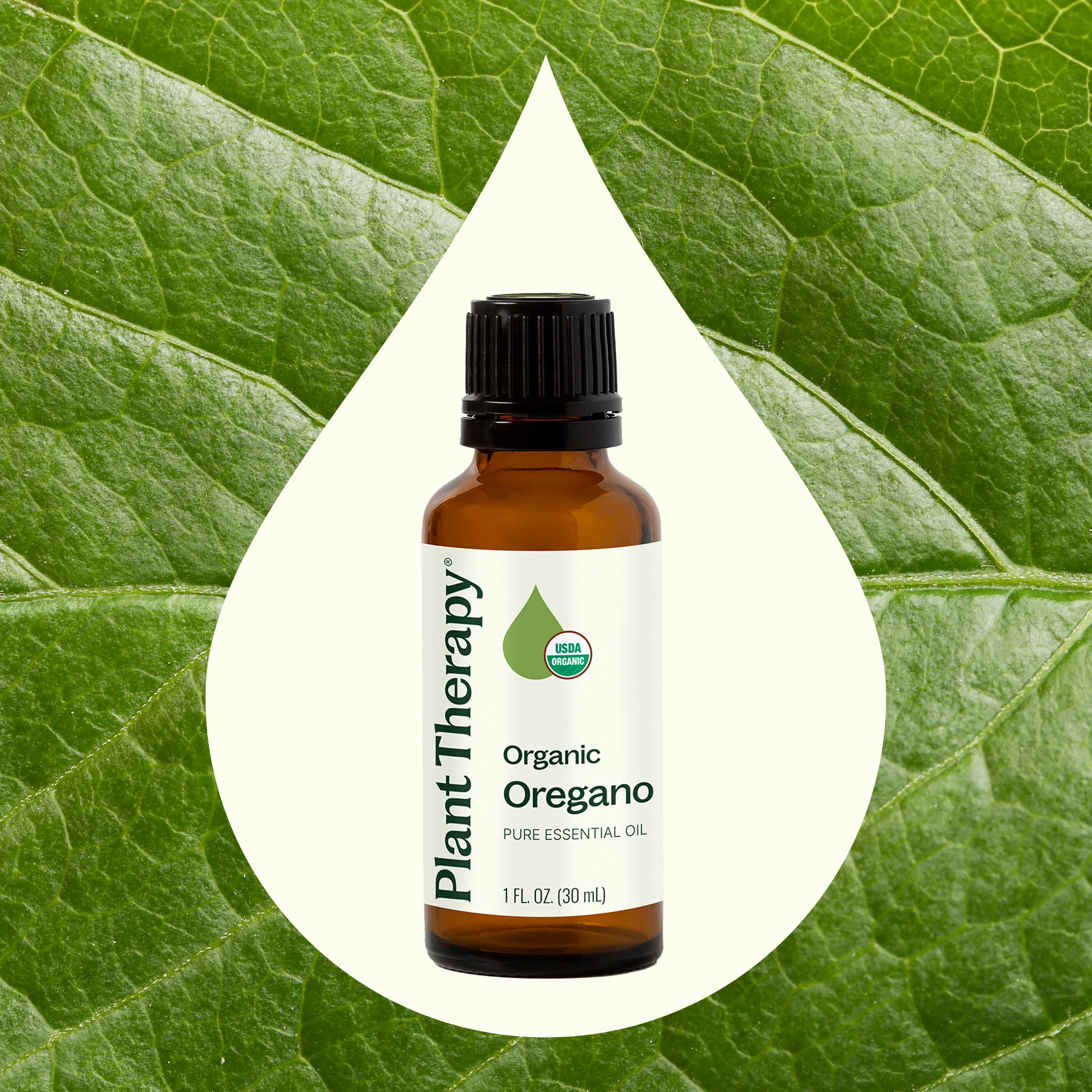 Organic Oregano Essential Oil - Image 8