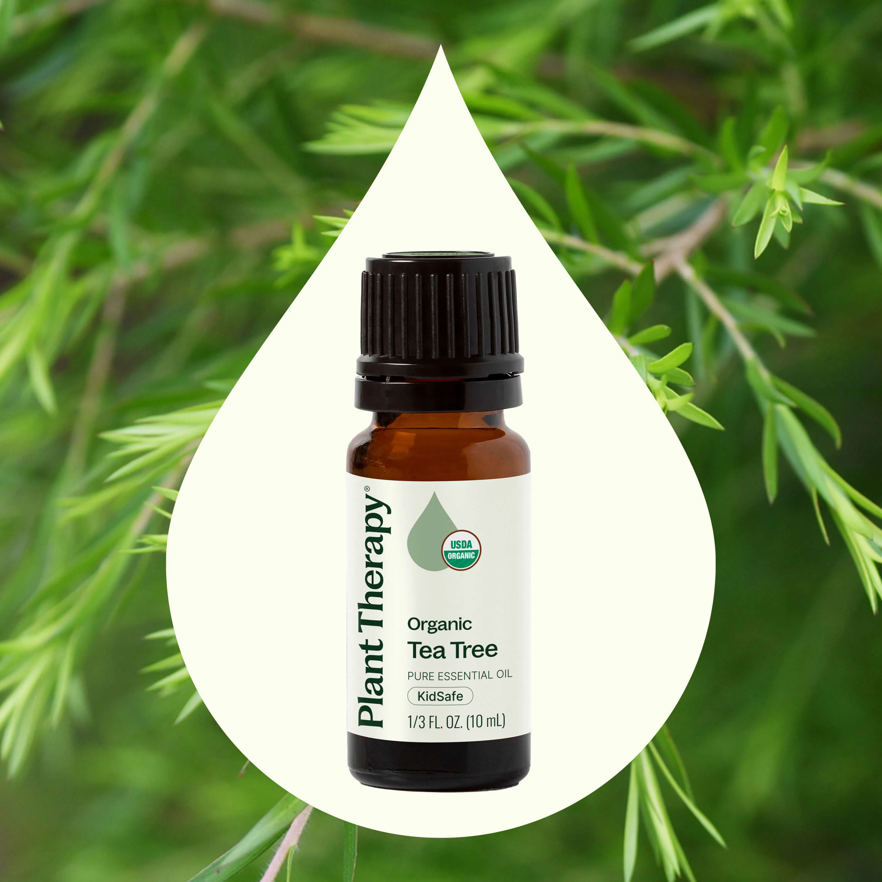 Organic Tea Tree Essential Oil - Image 6