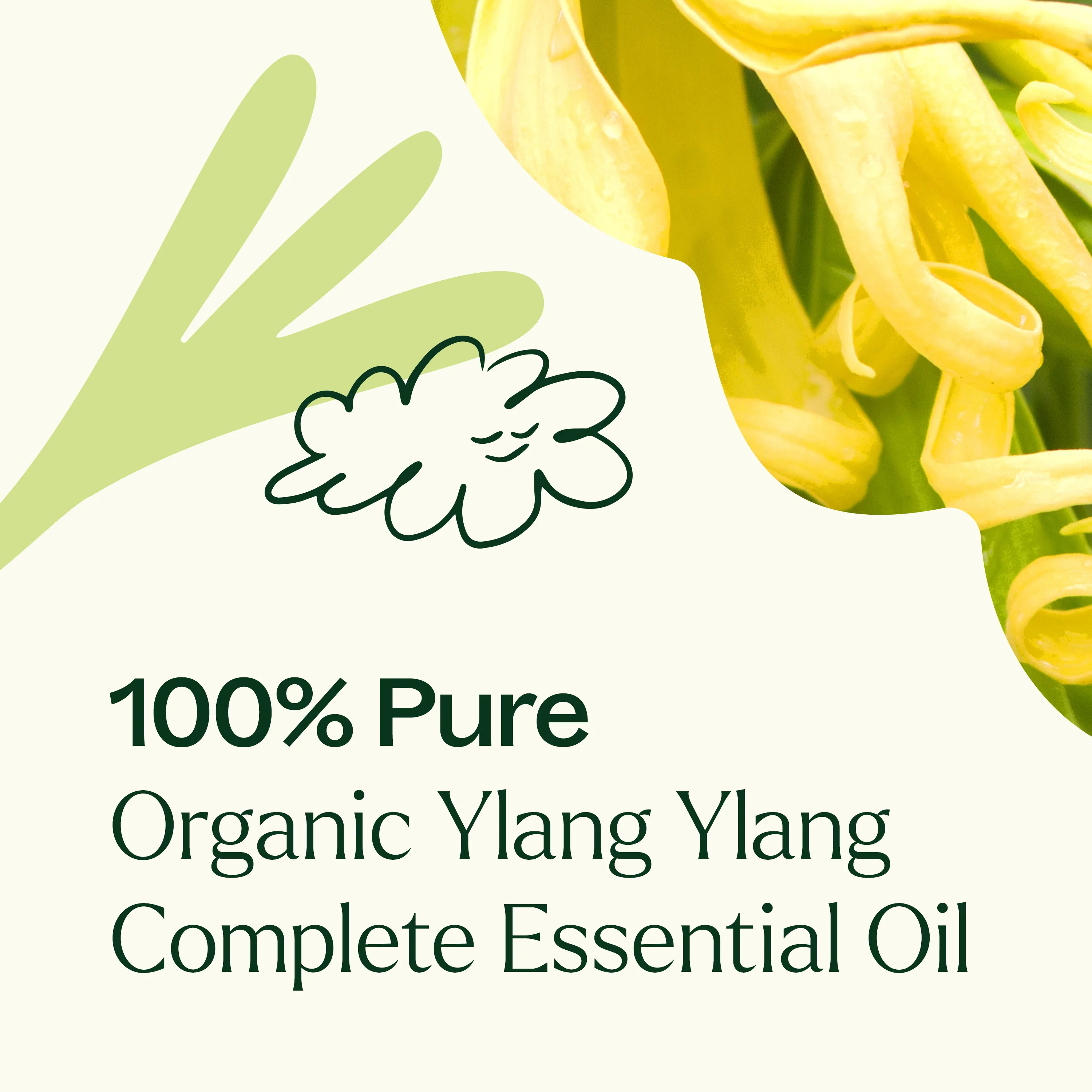 Organic Ylang Ylang Complete Essential Oil - Image 3