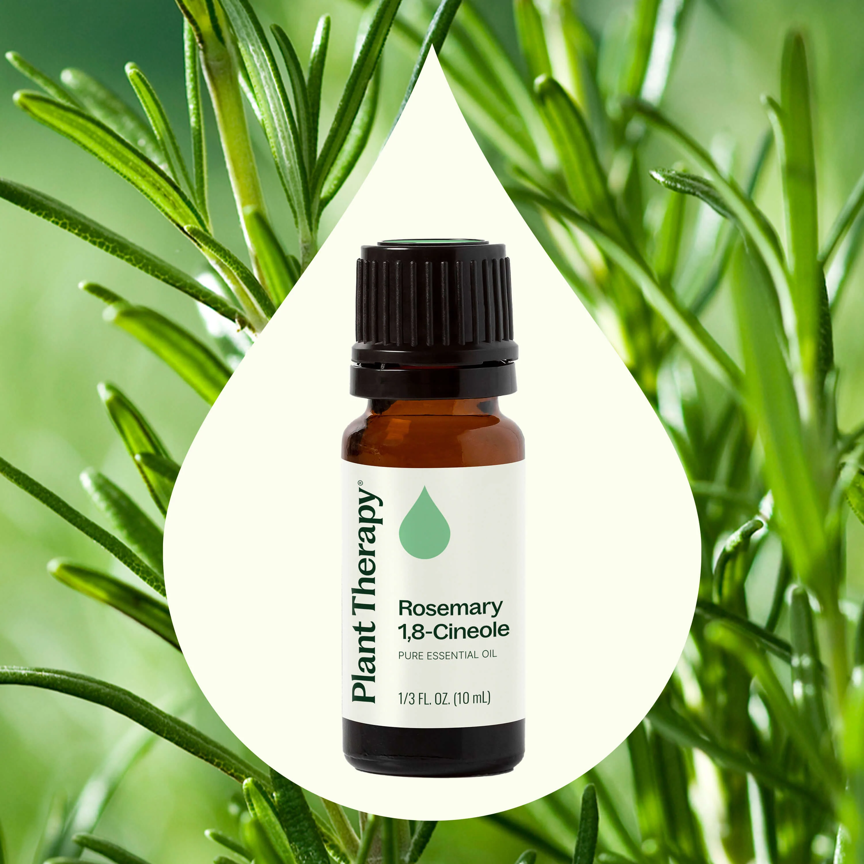 Rosemary 1,8-Cineole Essential Oil - Image 5